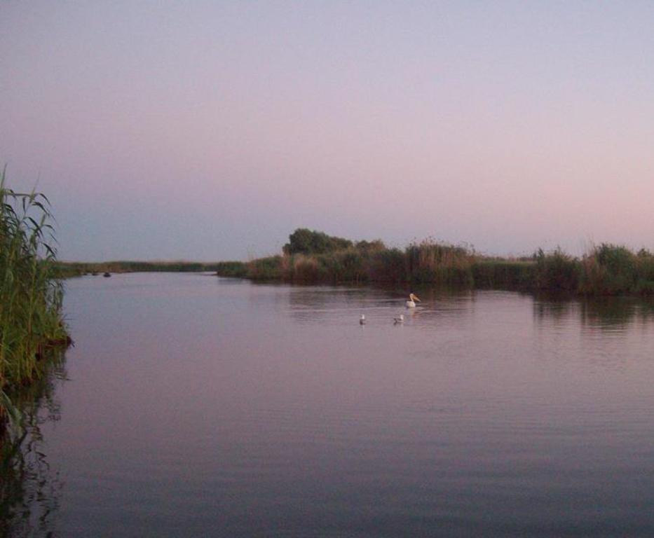 delta rosu 2009 - 526165.jpg